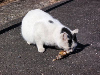 鮎の塩焼きを食べる野良猫