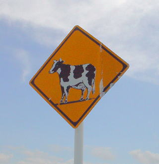 牛注意！