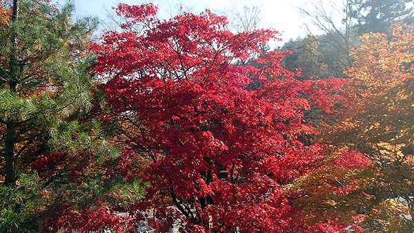 古峯神社の紅葉
