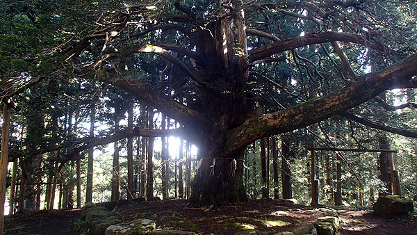 樹齢1000年以上のかやの木