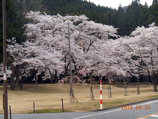 桜が満開！（広島より一月も遅い）