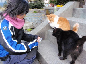 江ノ島の猫達その１