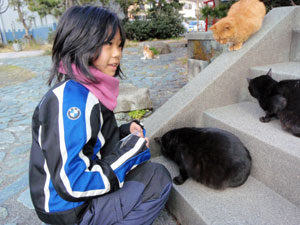 江ノ島の猫達その２