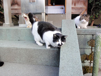 江ノ島の猫達その３
