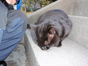 江ノ島の猫達その４