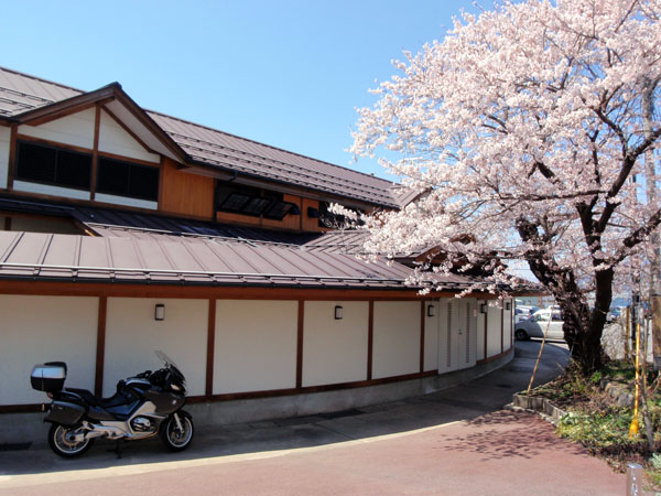 「楓の湯」横の桜は見頃でした