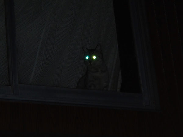 目が光る猫