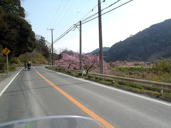 沿道には桜が咲く